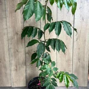 Ice Cream Bean Live Plant (Inga edulis) 3 Gallon Pot - Exotic Fruit Tree - Image 7