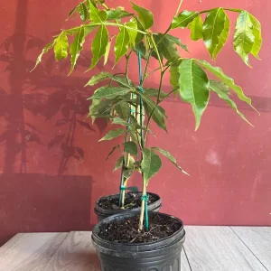 Ice Cream Bean Live Plant, Inga edulis Tropical Fruit Tree, 6 inch Pot - Image 3