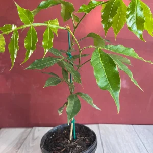 Ice Cream Bean Live Plant, Inga edulis Tropical Fruit Tree, 6 inch Pot - Image 4