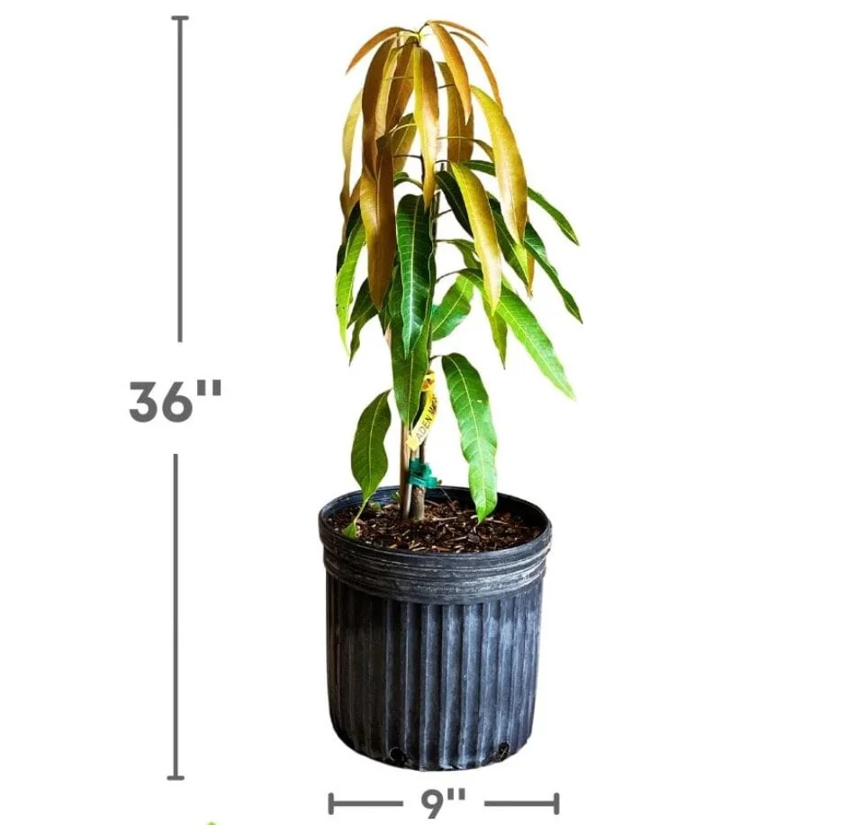 Ice Cream Dwarf Mango Grafted Tree 2-4 Ft Tall - Live Fruit Plant - Image 2