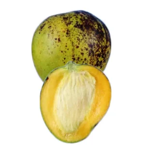 Ice Cream Dwarf Mango Grafted Tree 2-4 Ft Tall - Live Fruit Plant - Image 1