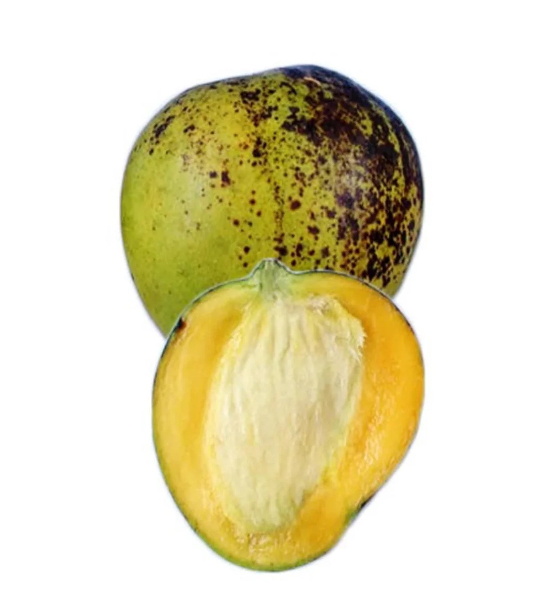 Ice Cream Dwarf Mango Grafted Tree 2-4 Ft Tall - Live Fruit Plant - Image 1