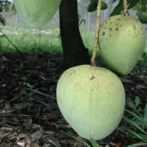 Ice Cream Mango Tree Live Plant - Grafted, 1 ft Tall, in 6" Pot - Image 1