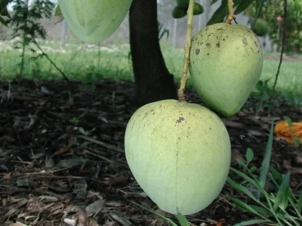 Ice Cream Mango Tree Live Plant - Grafted, 1 ft Tall, in 6" Pot - Image 1