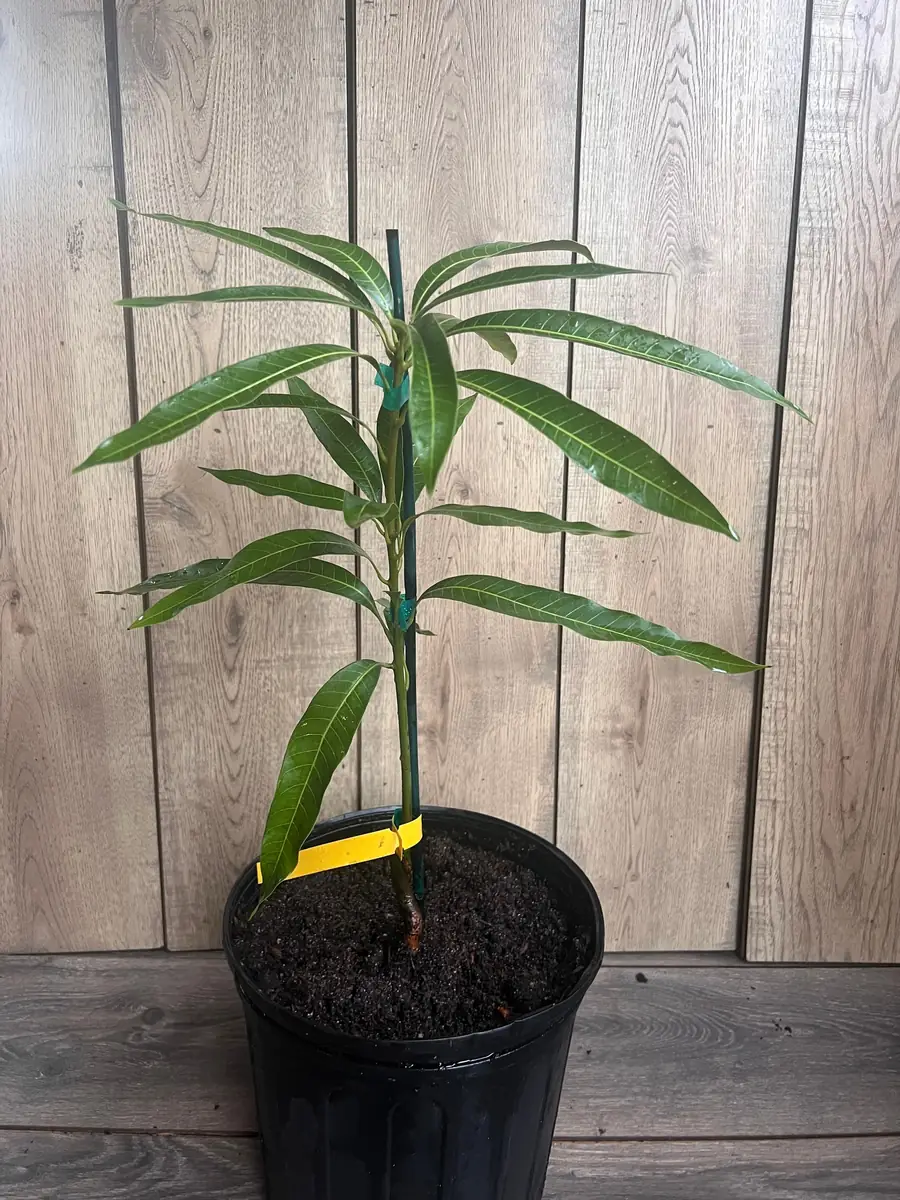 Ice Cream Mango Tree Live Plant - Grafted, 3 Gallon Pot, Sweet Fruit - Image 4