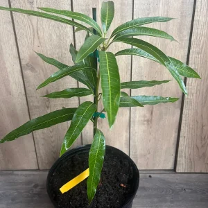 Ice Cream Mango Tree Live Plant - Grafted, 3 Gallon Pot, Sweet Fruit - Image 5