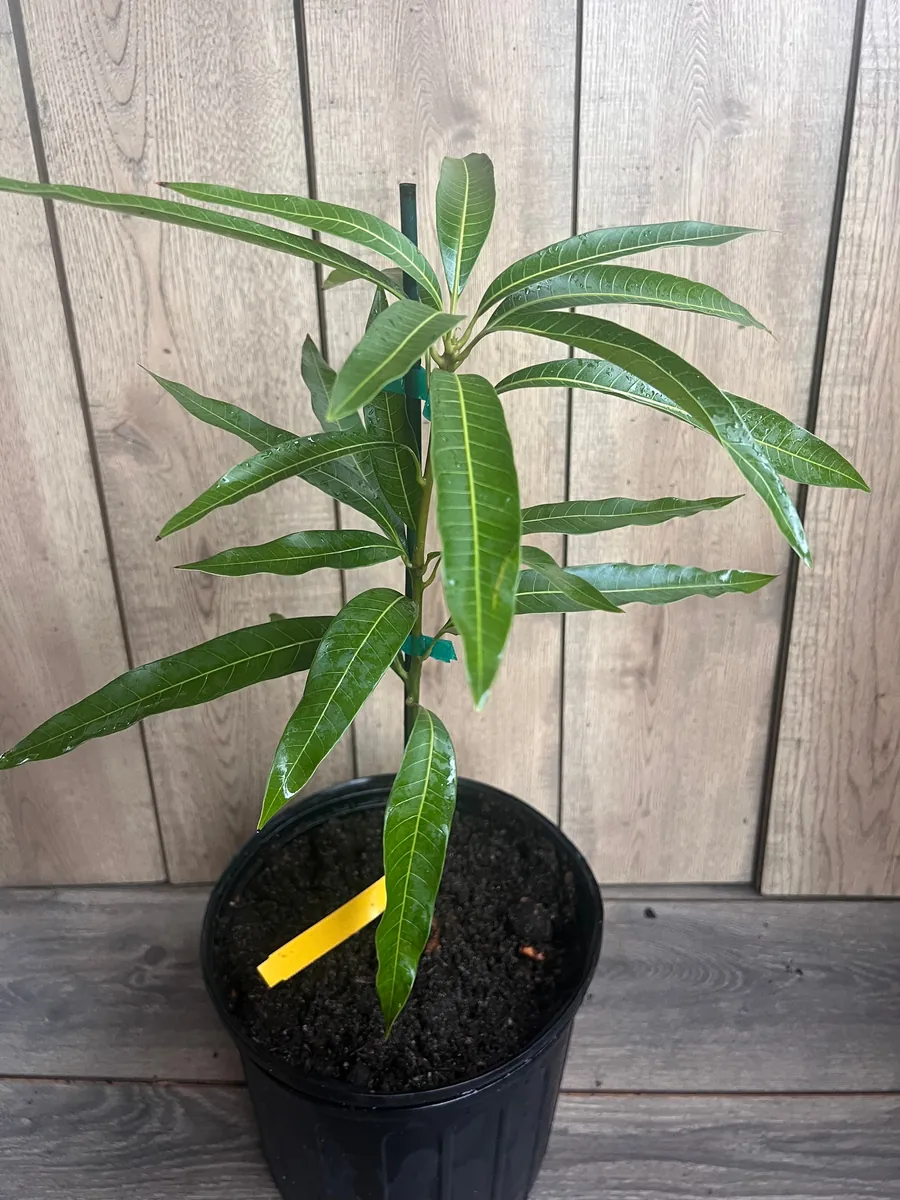 Ice Cream Mango Tree Live Plant - Grafted, 3 Gallon Pot, Sweet Fruit - Image 5