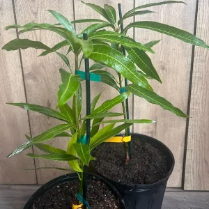 Ice Cream Mango Tree Live Plant - Grafted, 3 Gallon Pot, Sweet Fruit - Image 6