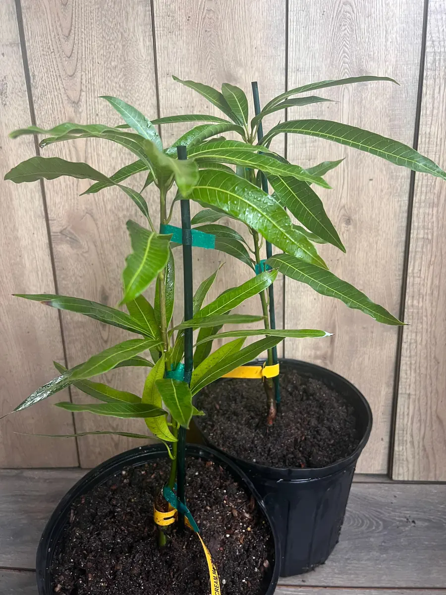 Ice Cream Mango Tree Live Plant - Grafted, 3 Gallon Pot, Sweet Fruit - Image 6