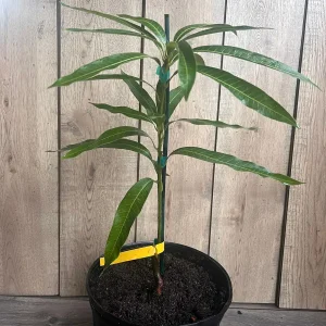 Ice Cream Mango Tree Live Plant - Grafted, 3 Gallon Pot, Sweet Fruit - Image 7