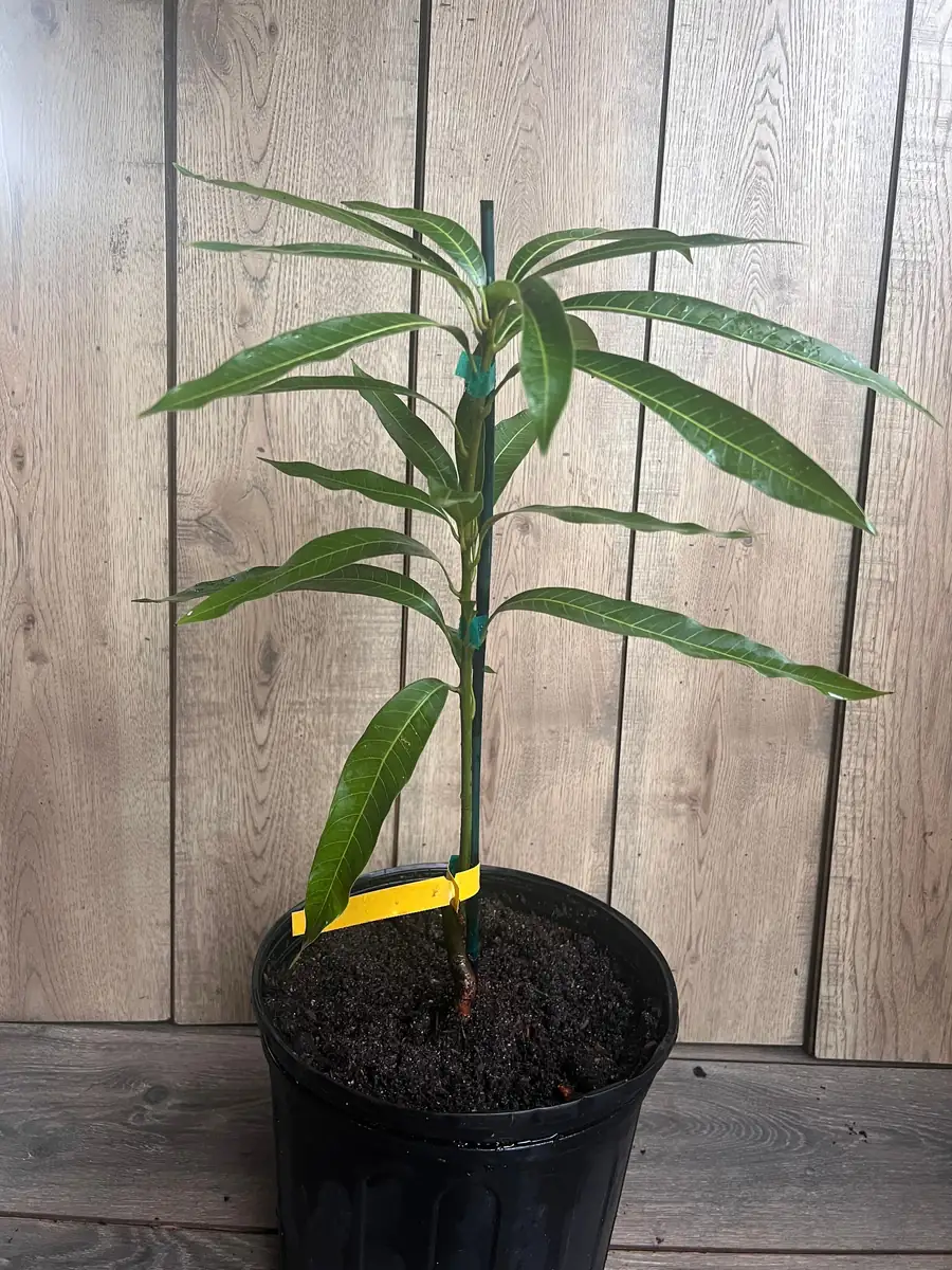 Ice Cream Mango Tree Live Plant - Grafted, 3 Gallon Pot, Sweet Fruit - Image 7