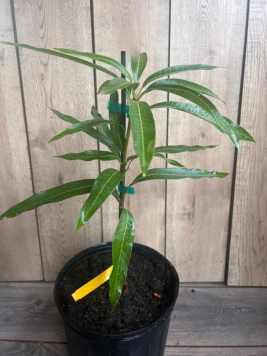 Ice Cream Mango Tree Live Plant - Grafted, 3 Gallon Pot, Sweet Fruit - Image 8