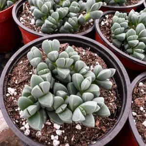 Ice Plant Corpuscularia Lehmannii Live Plant - Rare Succulent in 2" or 4" Pot - Image 2