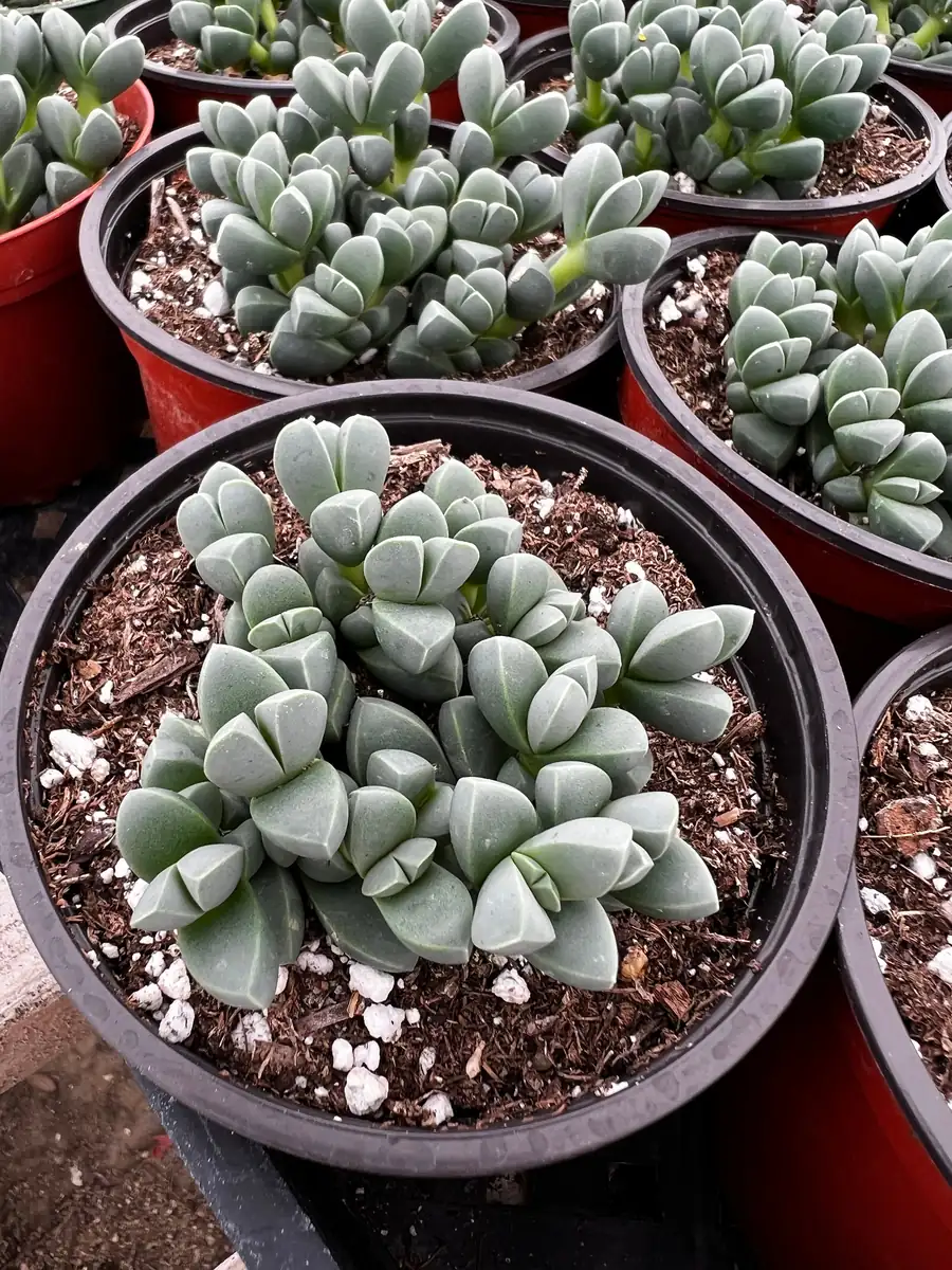 Ice Plant Corpuscularia Lehmannii Live Plant - Rare Succulent in 2" or 4" Pot - Image 2