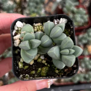 Ice Plant Corpuscularia Lehmannii Live Plant - Rare Succulent in 2