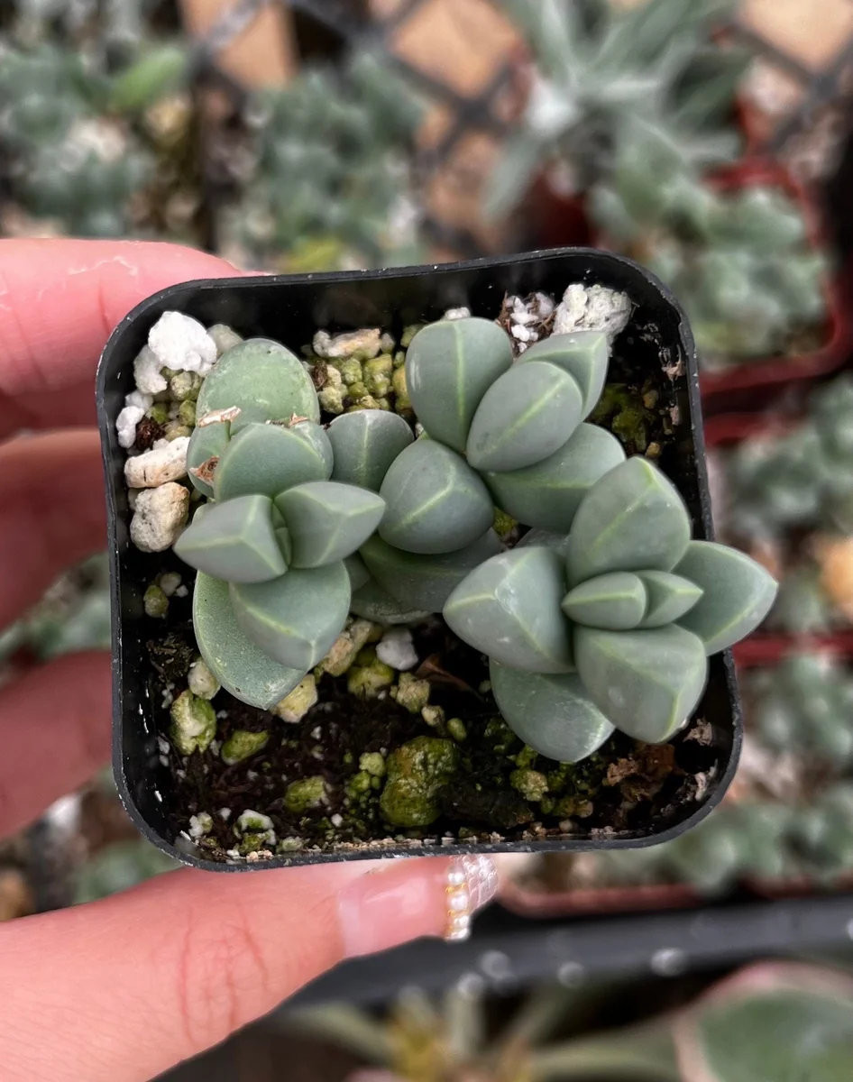 Ice Plant Corpuscularia Lehmannii Live Plant - Rare Succulent in 2" or 4" Pot - Image 3