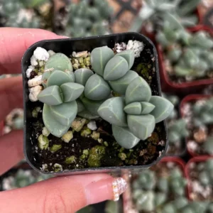 Ice Plant Corpuscularia Lehmannii Live Plant - Rare Succulent in 2