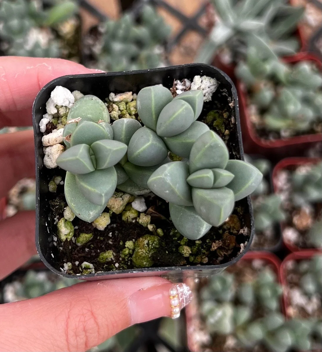 Ice Plant Corpuscularia Lehmannii Live Plant - Rare Succulent in 2" or 4" Pot - Image 4