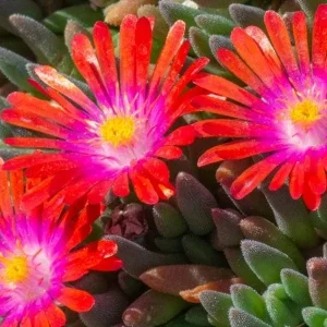 Ice Plant Live Plug - Hardy Delosperma Cooperi Ground Cover Succulent - Image 6