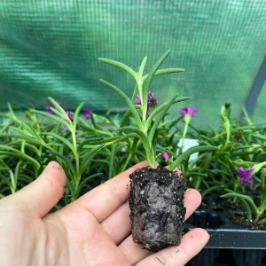 Ice Plant Live Plug - Hardy Delosperma Cooperi Ground Cover Succulent - Image 7