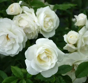 Iceberg Floribunda Rose Live Plant - White Flowers - 6" Tall Starter in 3" Pot - Image 2