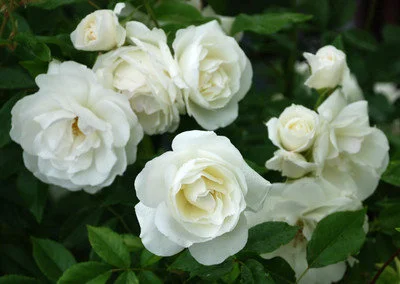 Iceberg Rose Live Plant - White Floribunda - 1 Foot Tall - Ships in 6 Inch Pot - Image 2