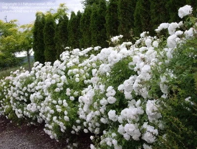 Iceberg Rose Live Plant - White Floribunda - 1 Foot Tall - Ships in 6 Inch Pot - Image 1