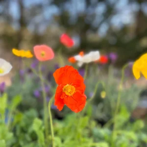 Iceland Poppy Champagne Bubbles Live Plant 4