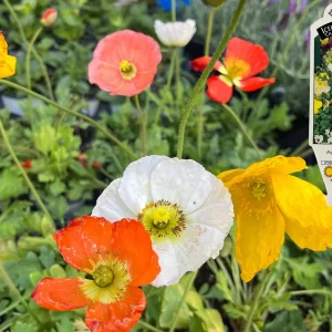 Iceland Poppy Champagne Bubbles Live Plant 4