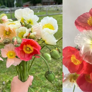 Iceland Poppy Champagne Bubbles Live Plant 4" Pot - Cut Flower Perennial - Image 1