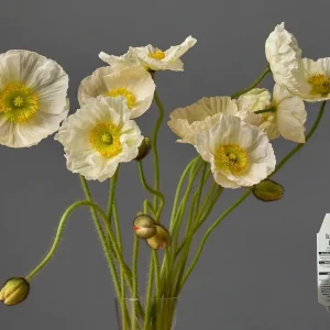 Iceland Poppy Champagne Bubbles Live Plant 4