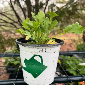 Iceland Poppy Champagne Bubbles Live Plant 4