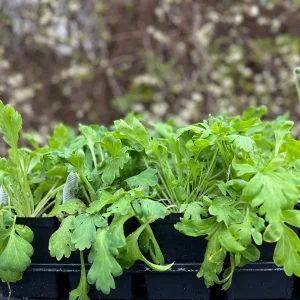 Iceland Poppy Champagne Bubbles Live Plant 4
