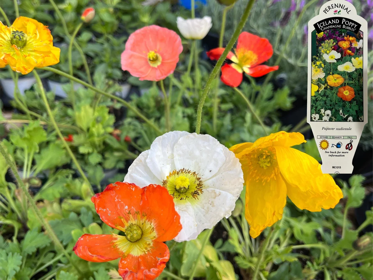 Iceland Poppy Hummingbird Live Plant - Flower Plug Starter - Attracts Hummingbirds - Image 10