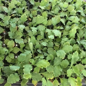 Iceland Poppy Hummingbird Live Plant - Flower Plug Starter - Attracts Hummingbirds - Image 2