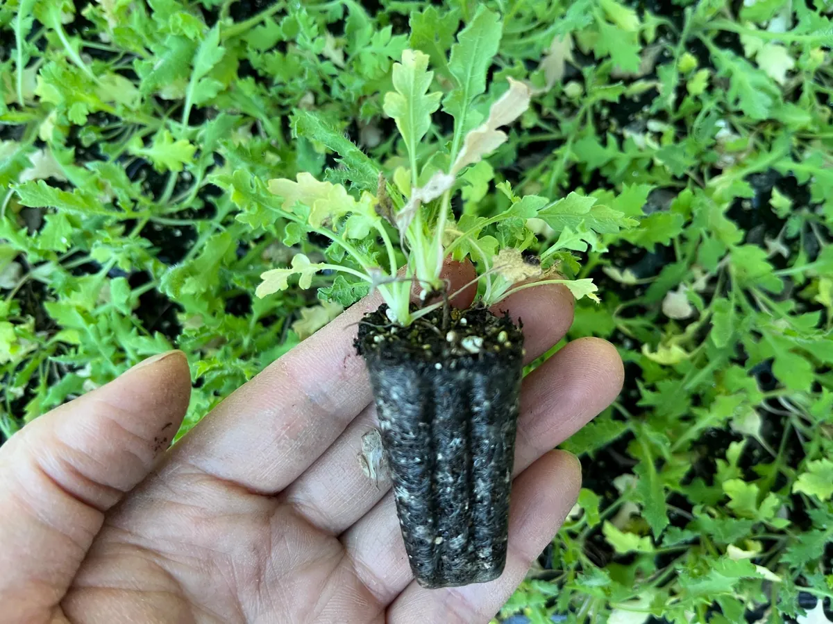 Iceland Poppy Hummingbird Live Plant - Flower Plug Starter - Attracts Hummingbirds - Image 3