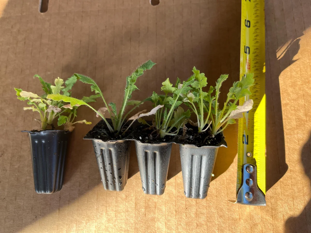 Iceland Poppy Hummingbird Live Plant - Flower Plug Starter - Attracts Hummingbirds - Image 4