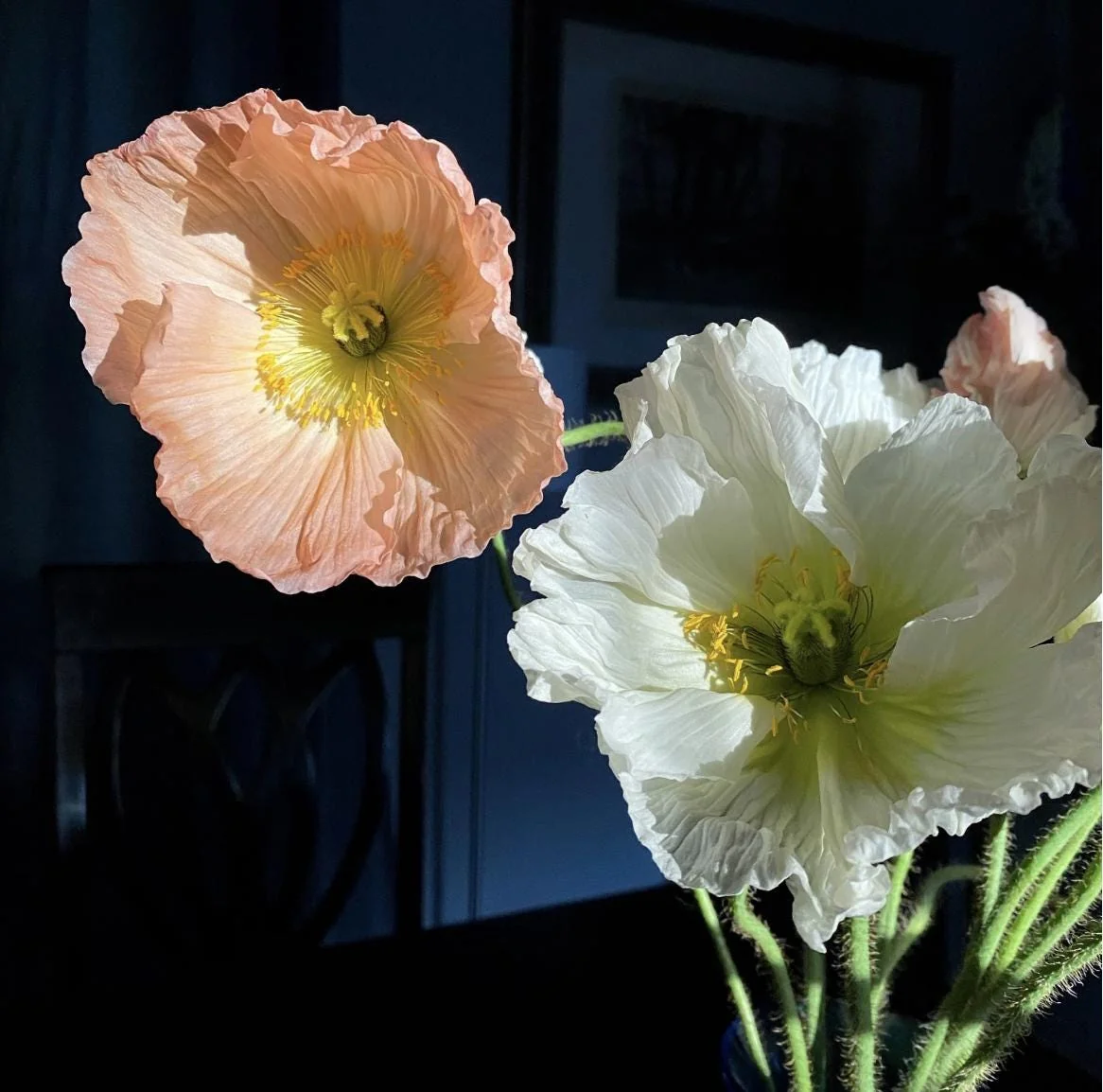 Iceland Poppy Hummingbird Live Plant - Flower Plug Starter - Attracts Hummingbirds - Image 6