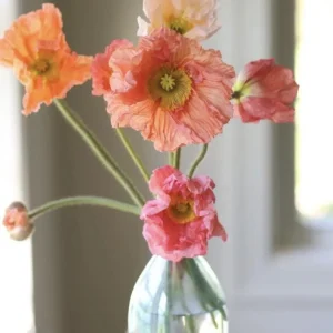 Iceland Poppy Hummingbird Live Plant - Flower Plug Starter - Attracts Hummingbirds - Image 7