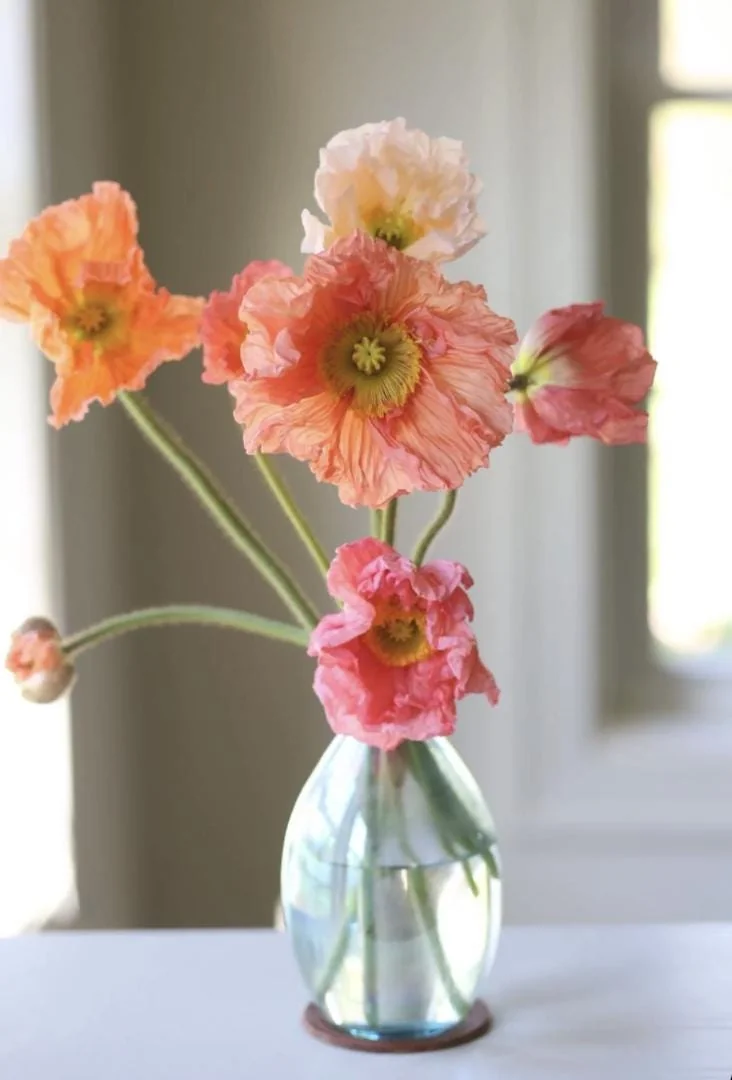 Iceland Poppy Hummingbird Live Plant - Flower Plug Starter - Attracts Hummingbirds - Image 7