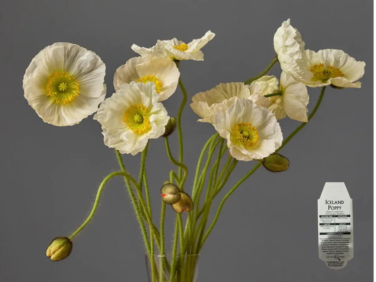 Iceland Poppy Hummingbird Live Plant - Flower Plug Starter - Attracts Hummingbirds - Image 9