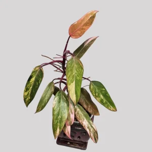 Pink Princess Philodendron Live Plant - 4 Inch Pot - Rare Aroid Houseplant