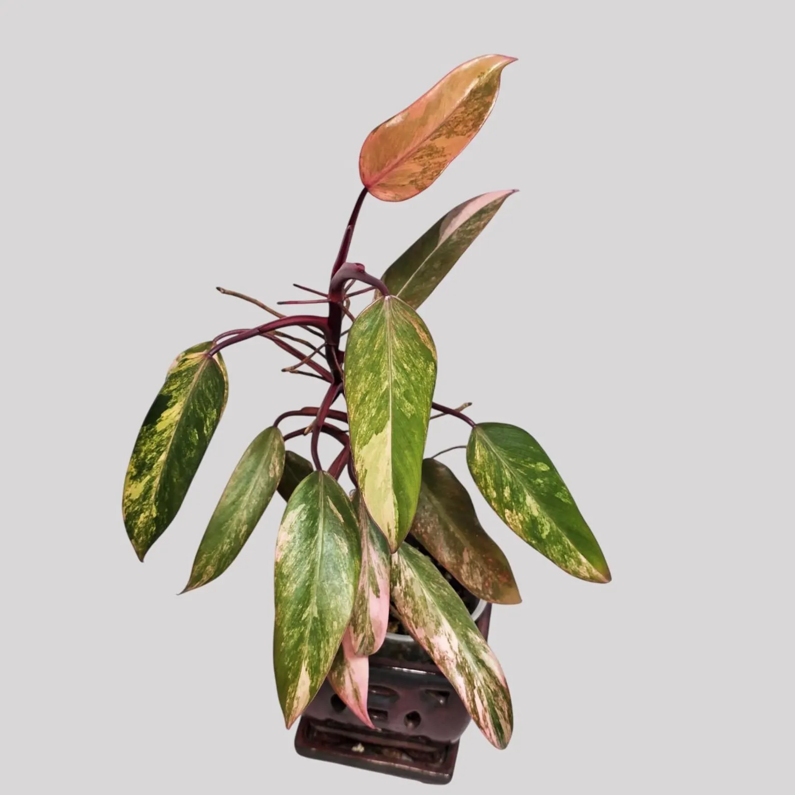 Pink Princess Philodendron Live Plant - 4 Inch Pot - Rare Aroid Houseplant