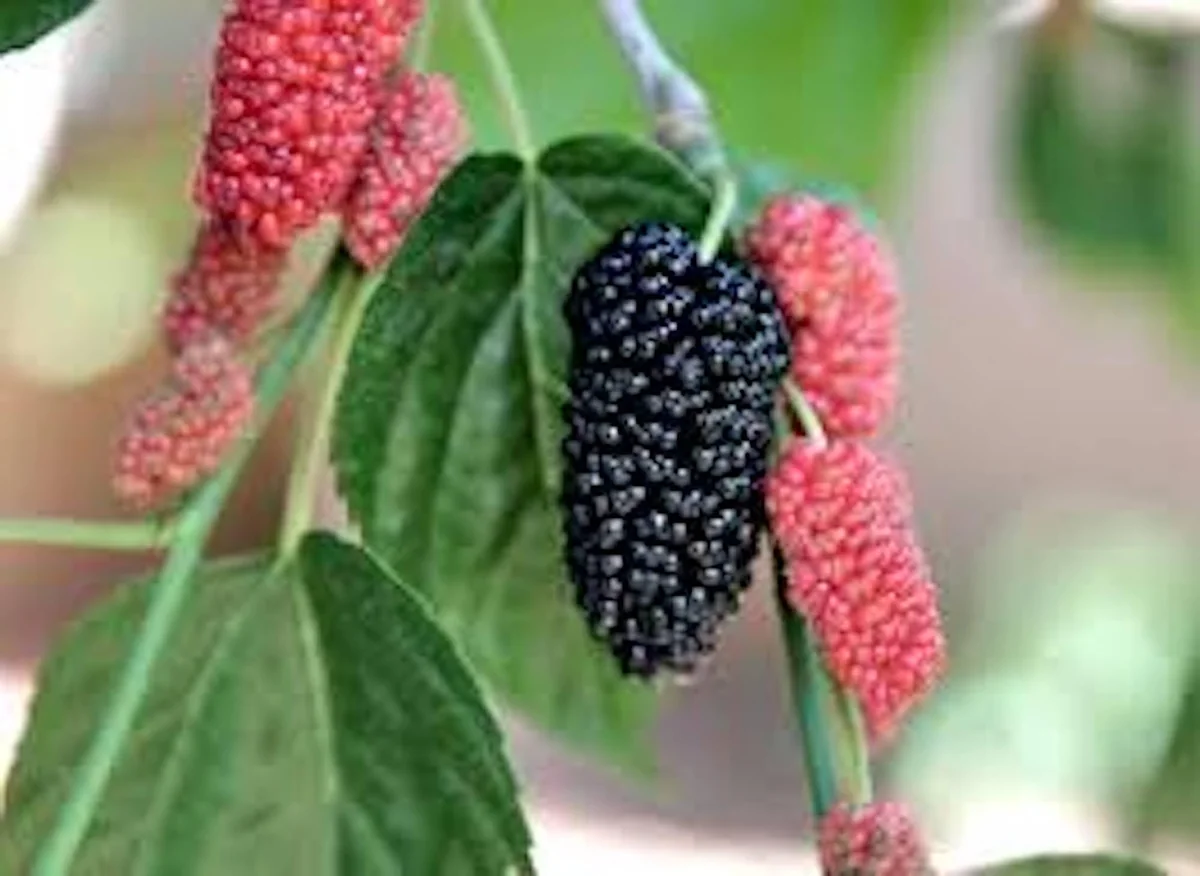 Illinois Everbearing Mulberry Tree Live Plant - Prolific Fruit Production - Image 3