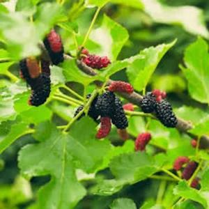 Illinois Everbearing Mulberry Tree Live Plant - Prolific Fruit Production - Image 4