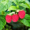 Imara Raspberry Bare Root Cane - 1-Year-Old Everbearing Red Variety - High Yield - Image 1