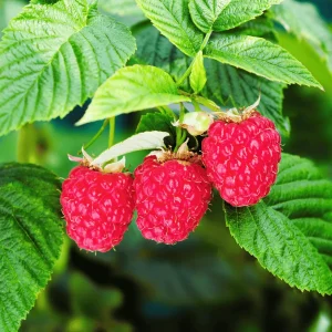 Imara Raspberry Bare Root Cane - 1-Year-Old Everbearing Red Variety - High Yield - Image 1