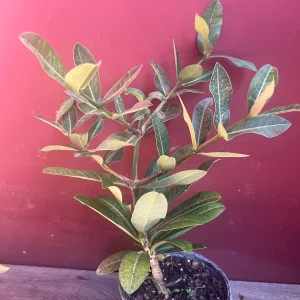 Imbe Garcinia Livingstonei Live Plant – African Mangosteen – 6 inch Pot - Image 4