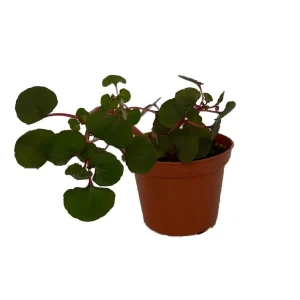 Impatiens repens Golden Dragon Live Plant - Rare Tropical Vining Houseplant - 2.5" Pot - Image 1