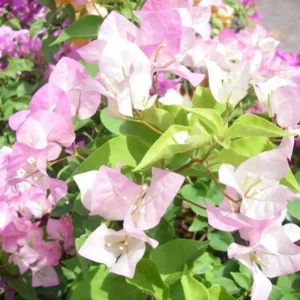 Imperial Thai Delight Bougainvillea Live Plant - 2-Pack Starter - 4-6